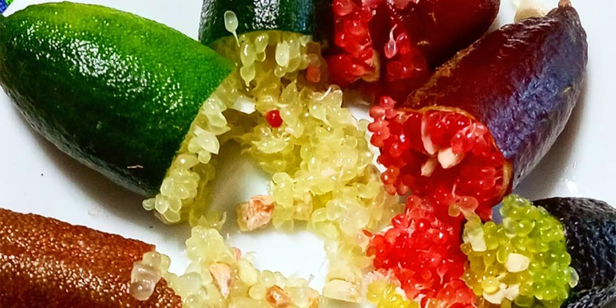 Finger lime, dall'Australia alla Calabria